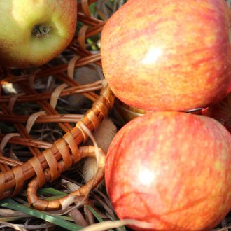 il_fullxfull.4194645529_alxz-scaled